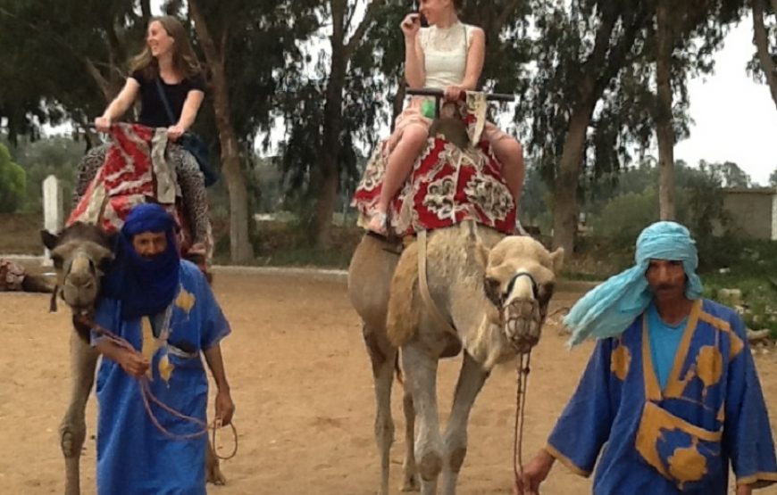 Agadir: Camel ride