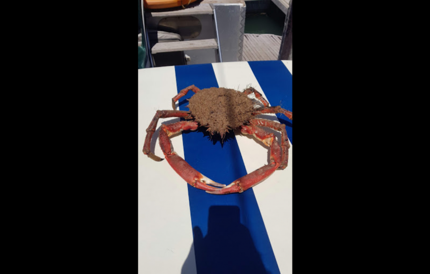 Agadir Boat Trip with Lunch