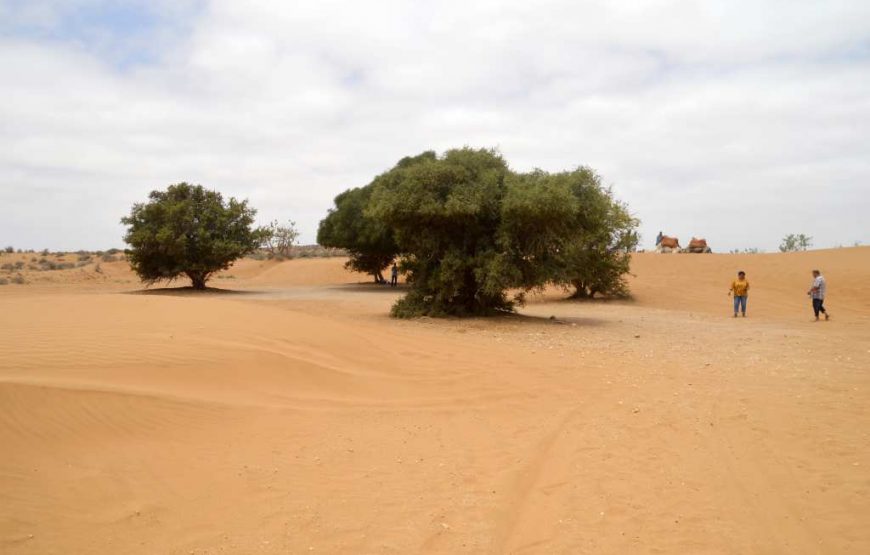 Day Trip To Small Sahara Desert + lunch From Agadir