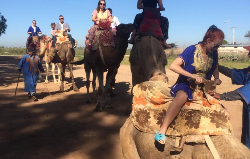 Agadir: Camel ride