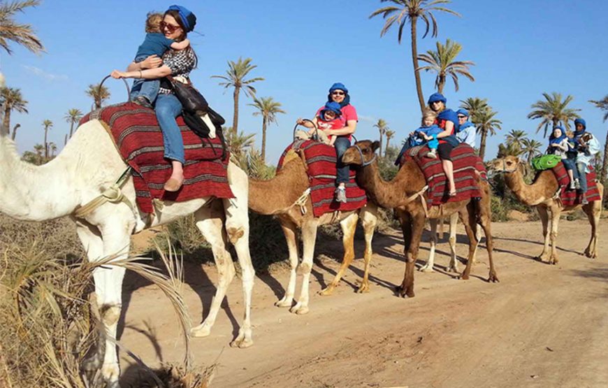 Agadir: Camel ride