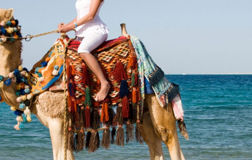 Sunset Camel Ride Tour In Agadir