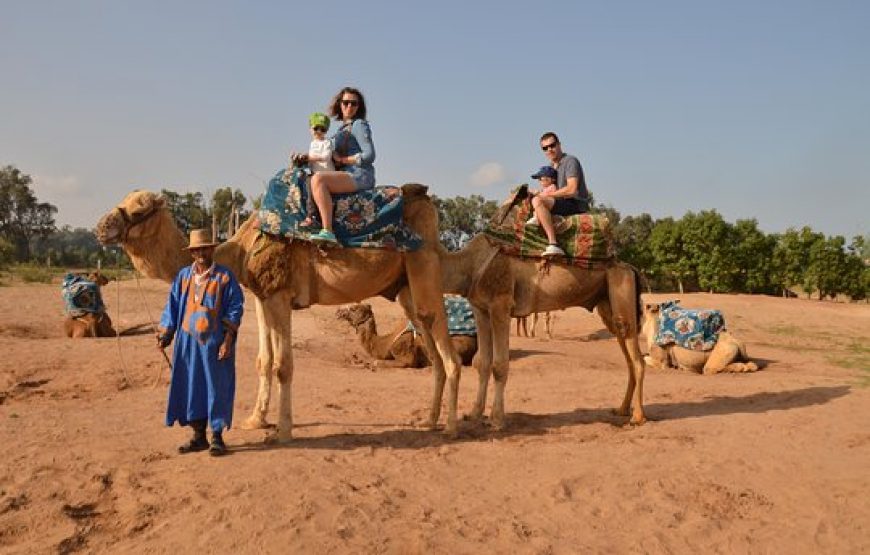 Agadir: Camel ride