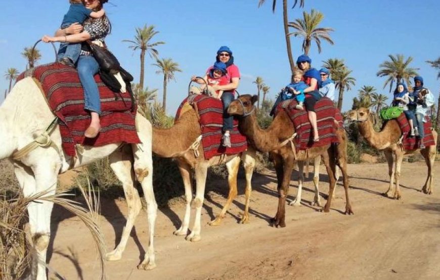 Agadir: Camel ride