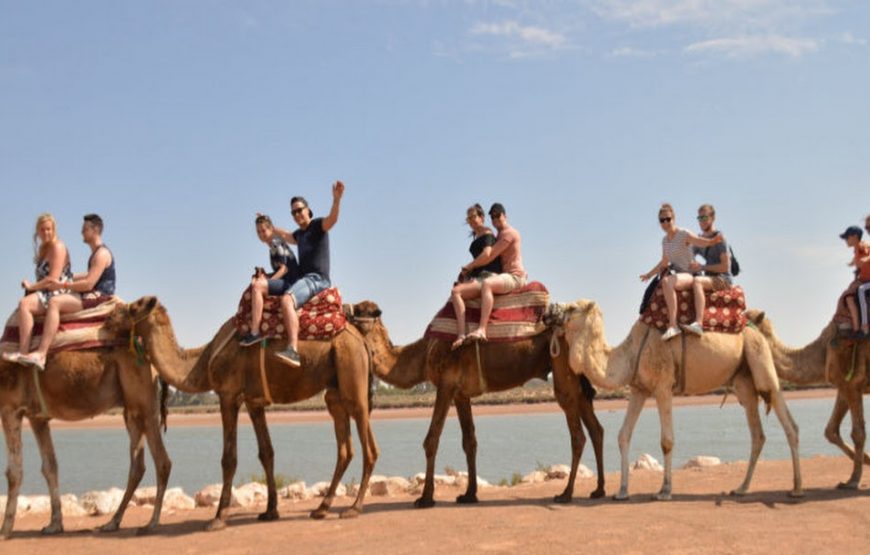Agadir: Camel ride