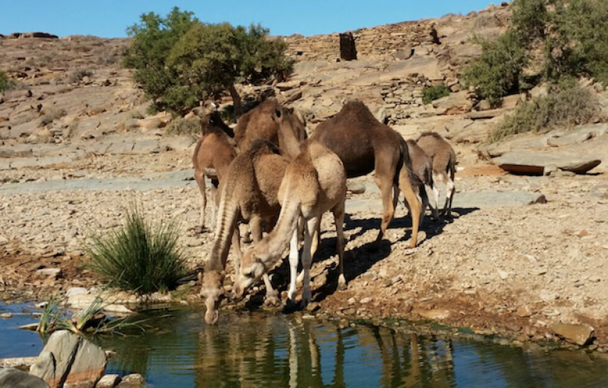 Sahara and Bivouac Elborj – 2 Days From Agadir