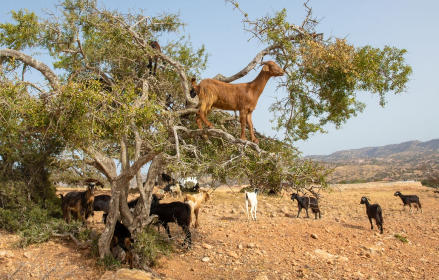 Full Day Trip To Essaouira From Agadir