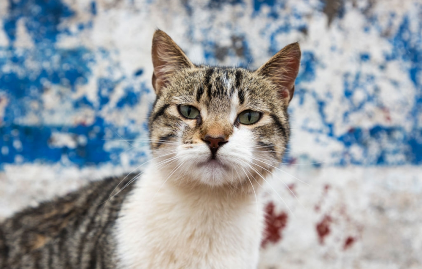 Full Day Trip To Essaouira From Agadir