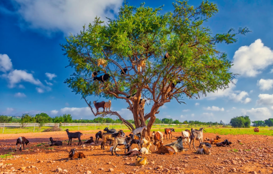 Agadir Day Trip to ​Taroudant & Tiout