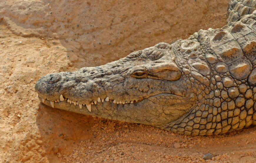 CrocoParc in Agadir