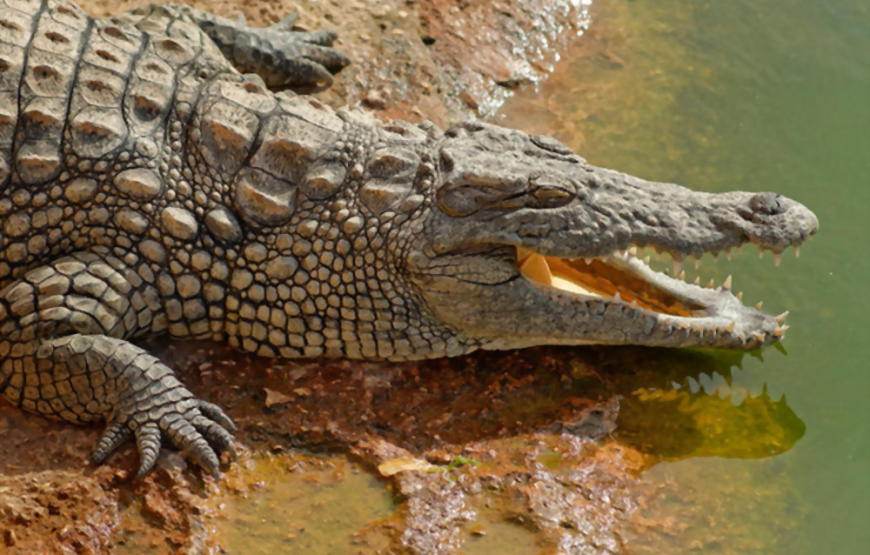 CrocoParc in Agadir