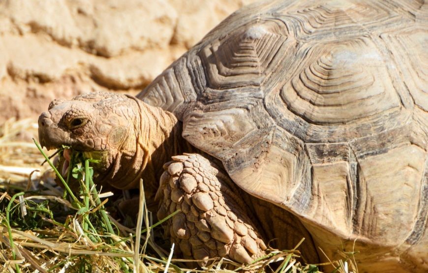 CrocoParc in Agadir