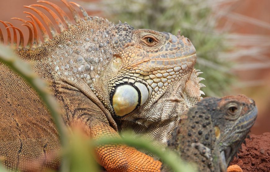CrocoParc in Agadir
