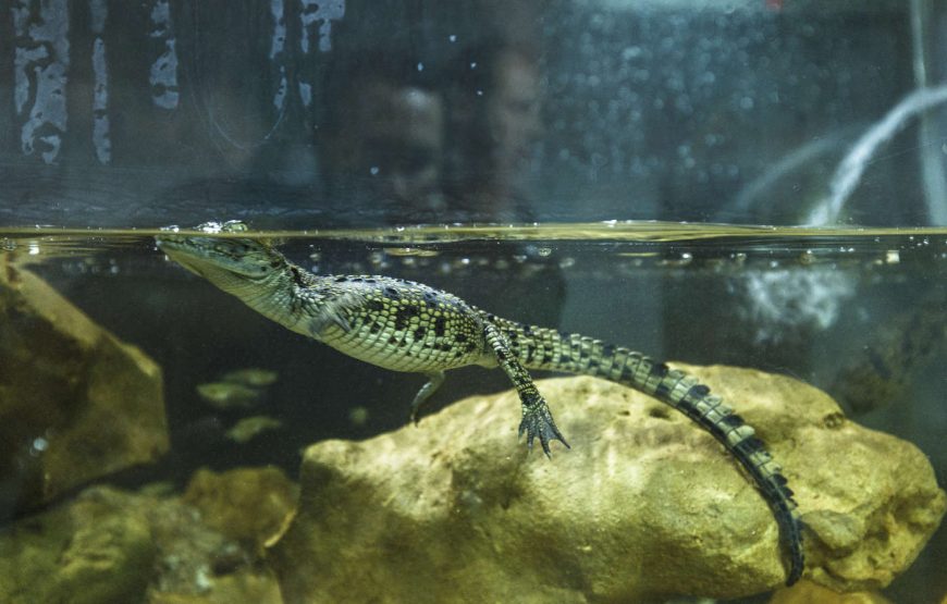 CrocoParc in Agadir